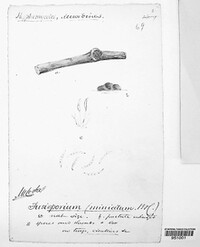 Fusisporium miniatum image
